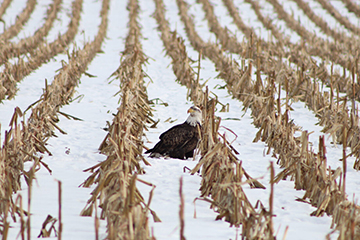 Bald eagle sighting | News, Sports, Jobs - The Alpena News
